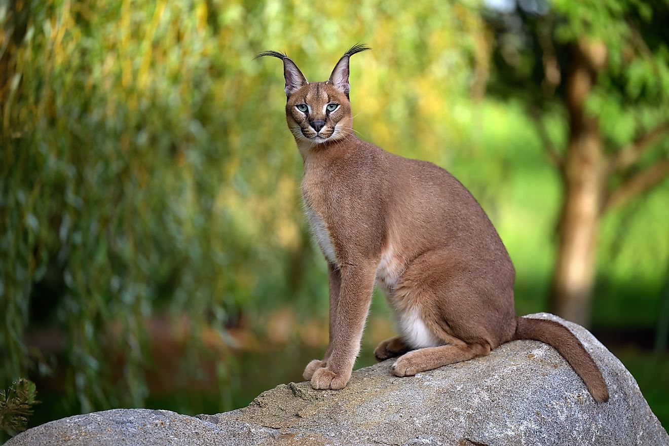 Caracal sitting on a rock. 