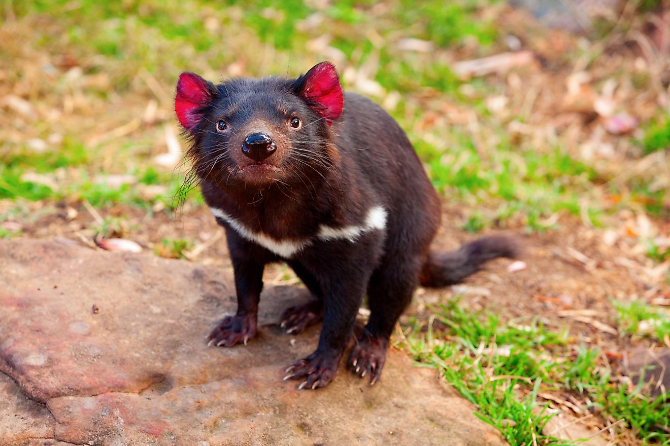 Tasmanian Devil, Australia