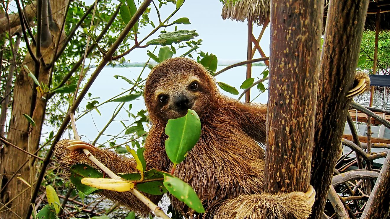 Smiling baby Brown throated Three toed sloth in the mangrove, Caribbean,  Costa Rica