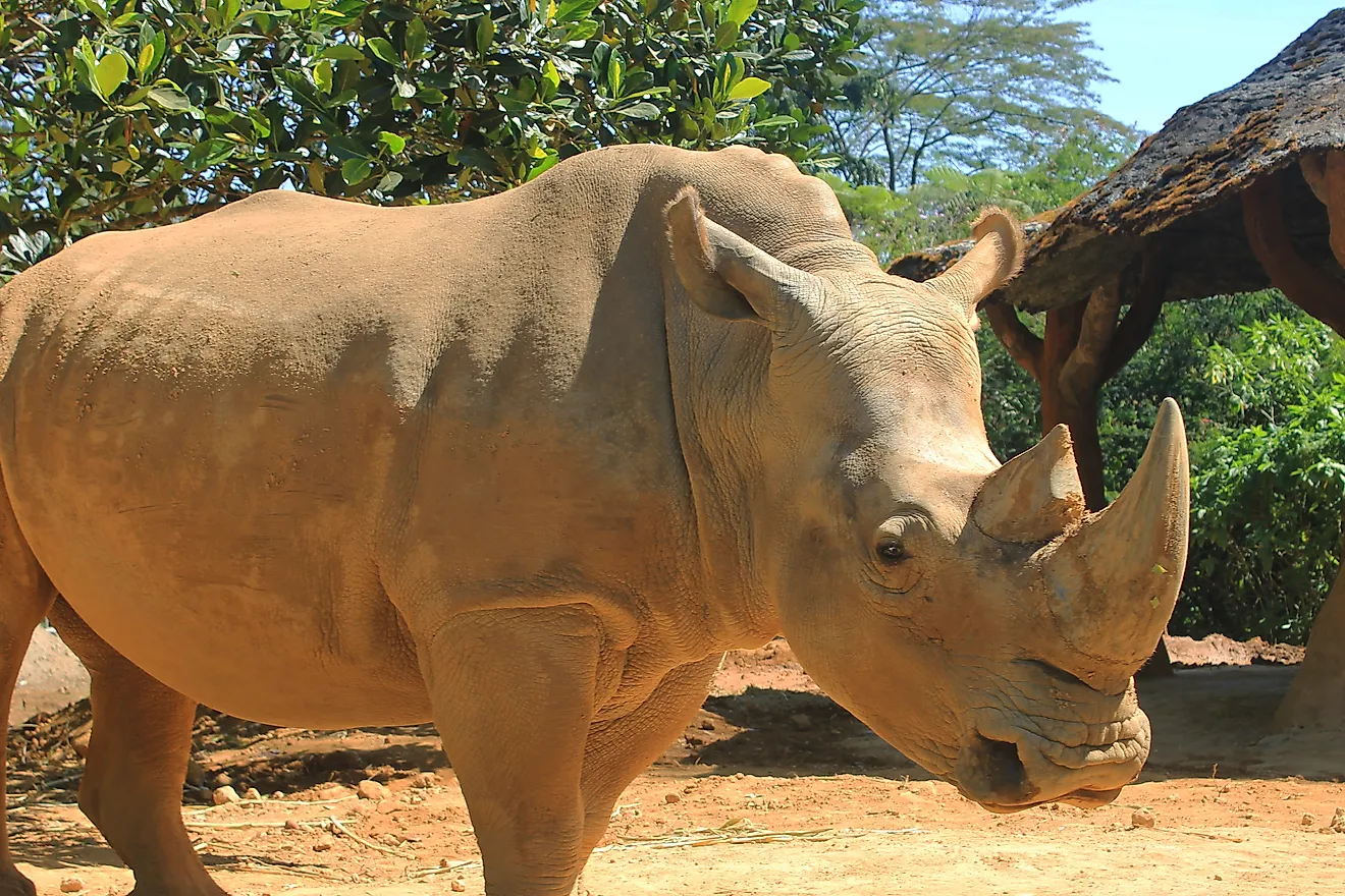 A Sumatran rhino (Dicerorhinus sumatrensis)