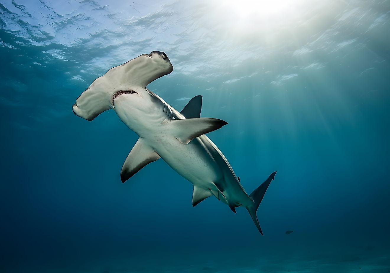 Hammerhead shark (Credit: Andrewfel via Shutterstock)
