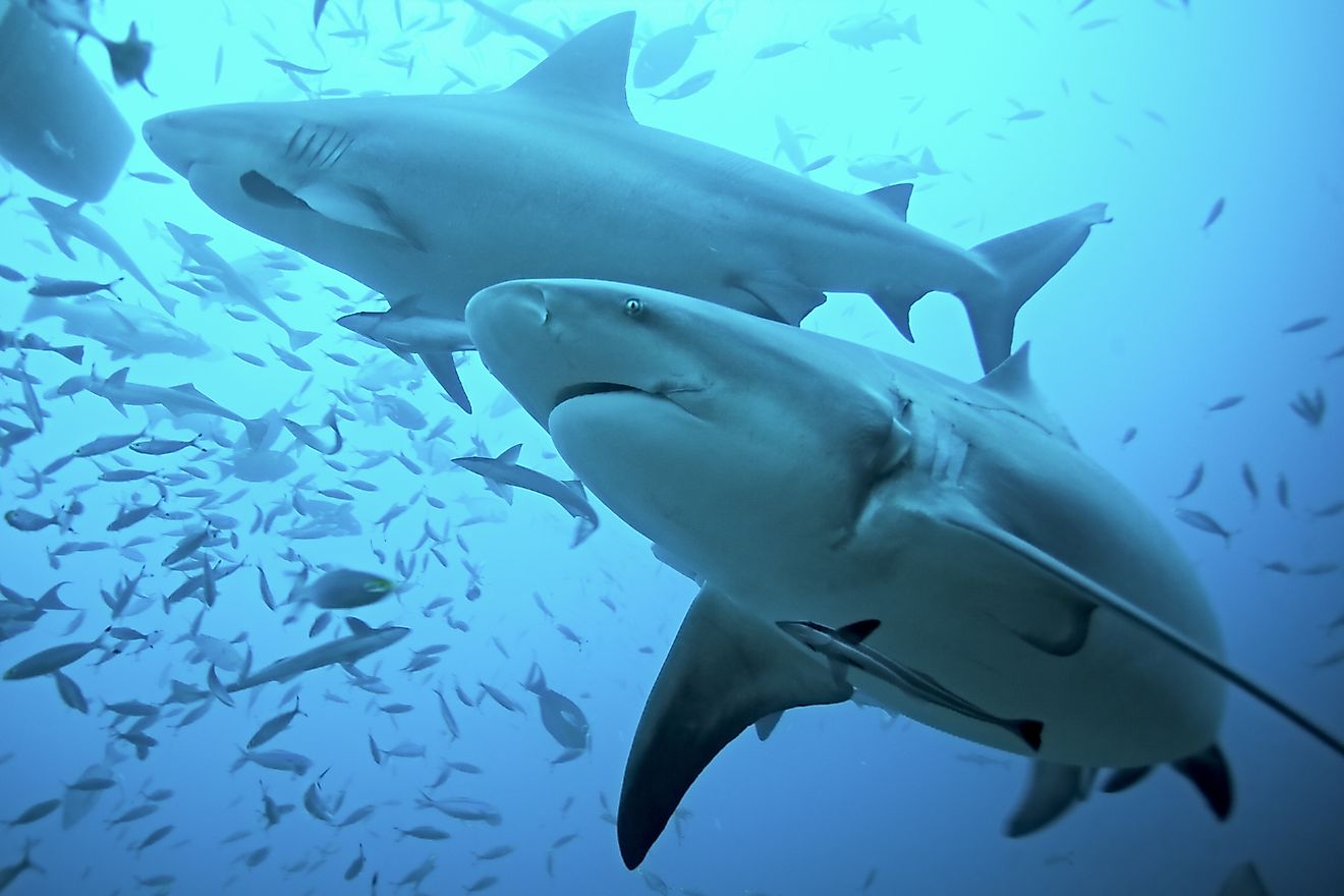 bull sharks (Carcharhinus leucas) Credit: Martin Prochazkacz via Shutterstock