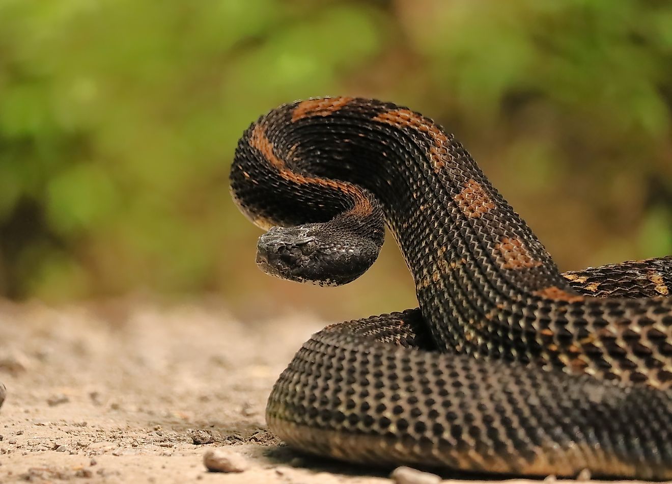 A beautiful timber rattlesnake.