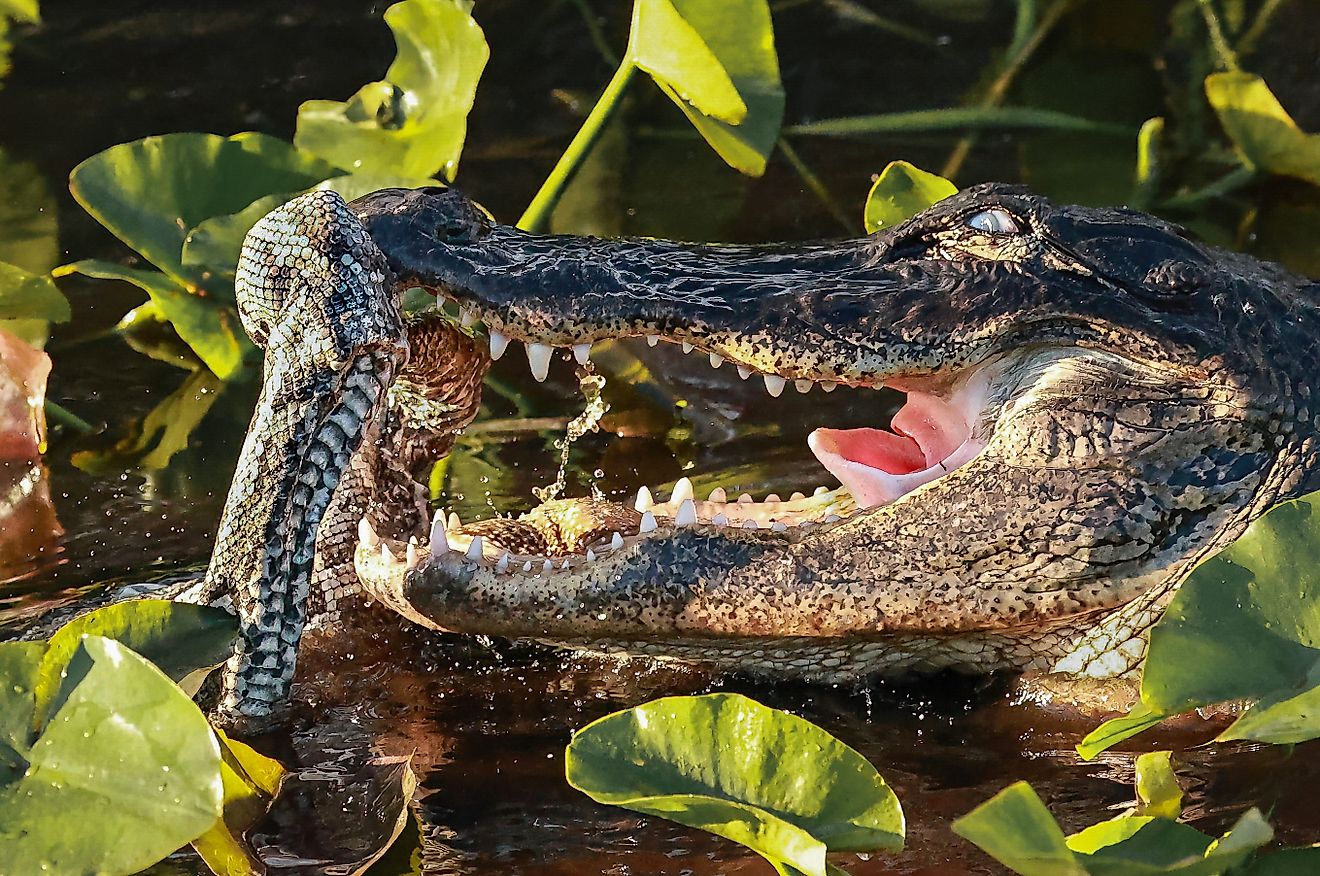 Alligator eating an invasive python in the Florida Everglades. Via Shutterstock / onewildlifer.