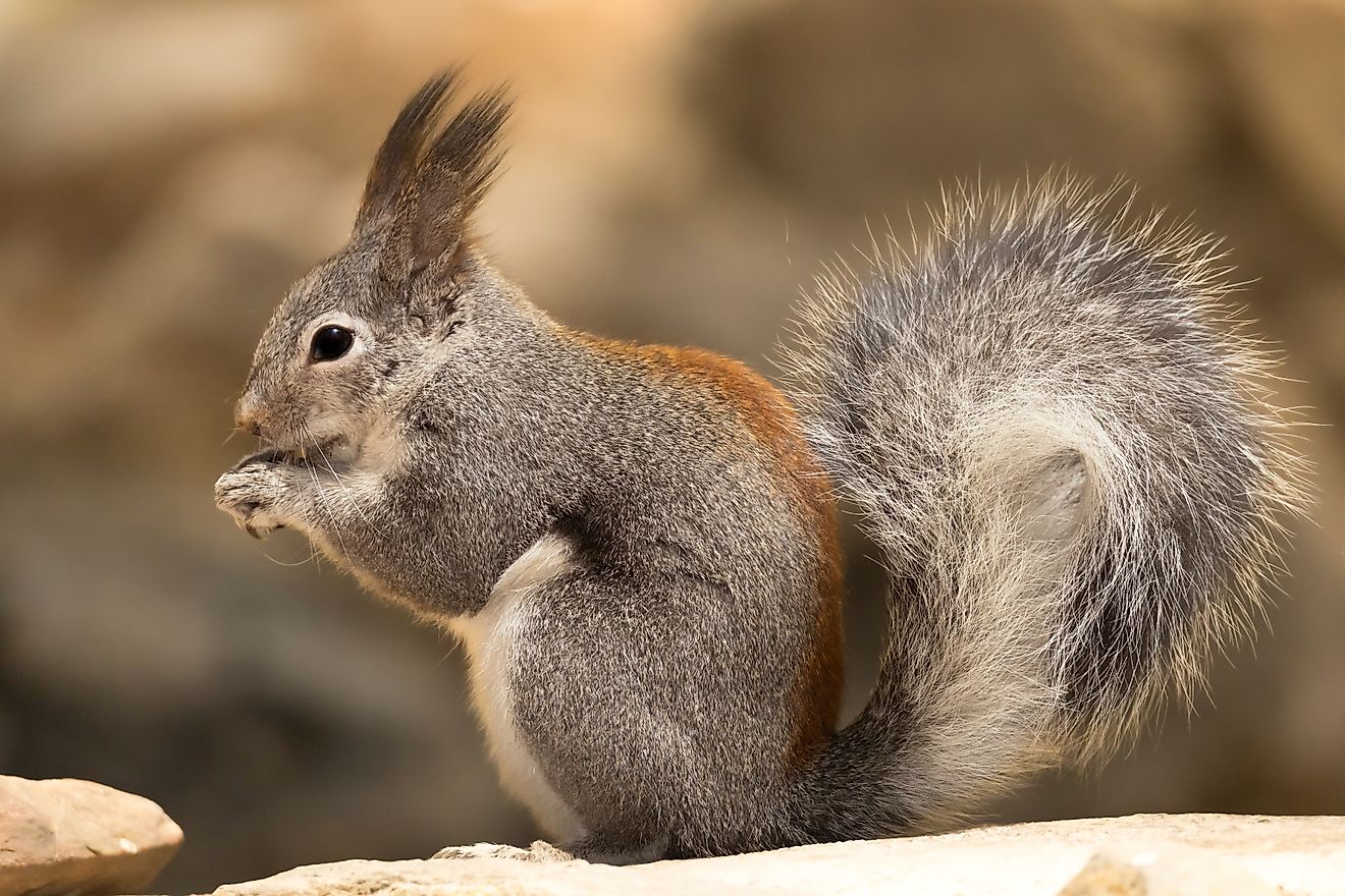 Abert's squirrel