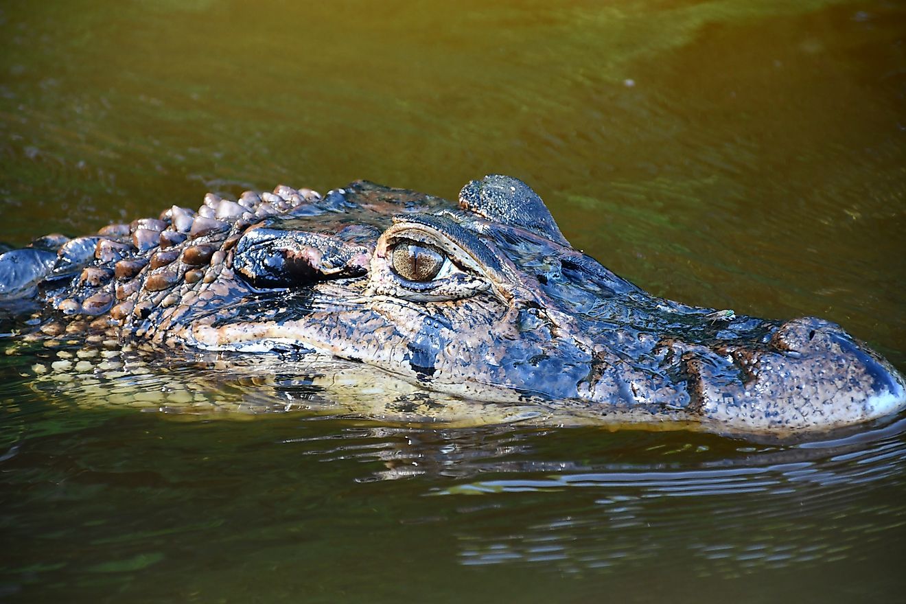 Black caiman (Melanosuchus niger)
