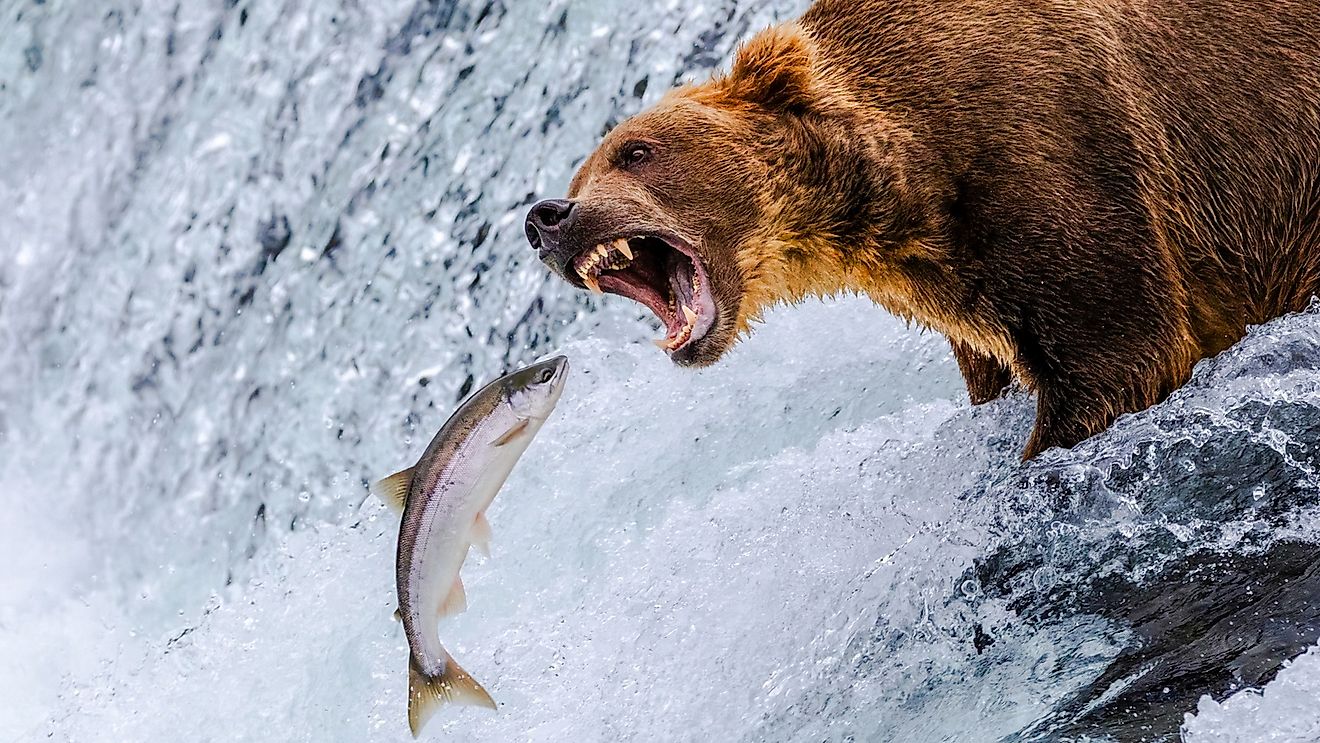 Grizzly bear with an open mouth, roaring at a salmon mid-air as it jumps upstream in a rushing waterfall, captured in wild action.