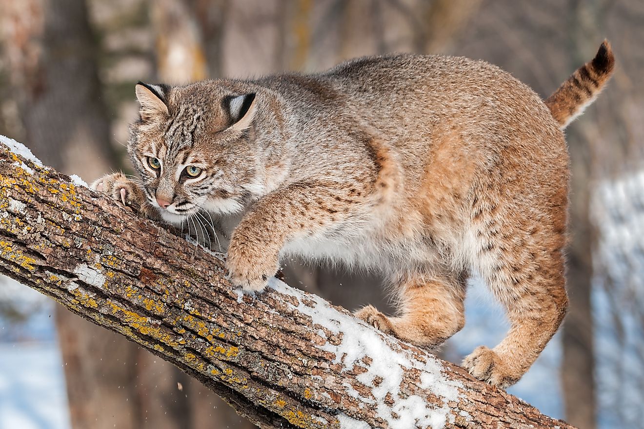 Bobcat (Lynx rufus) Crouches on Branch
