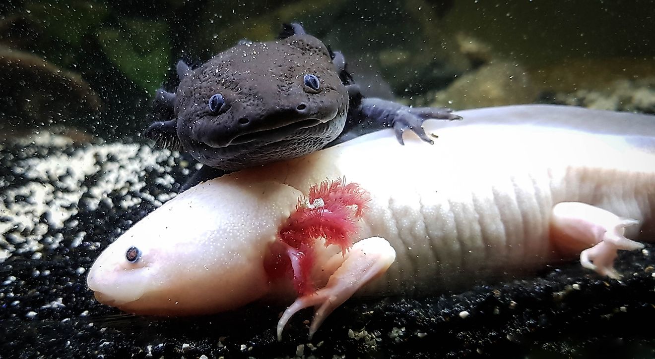 A dark axolotl rests on top of a pink axolotl inside an aquarium. 