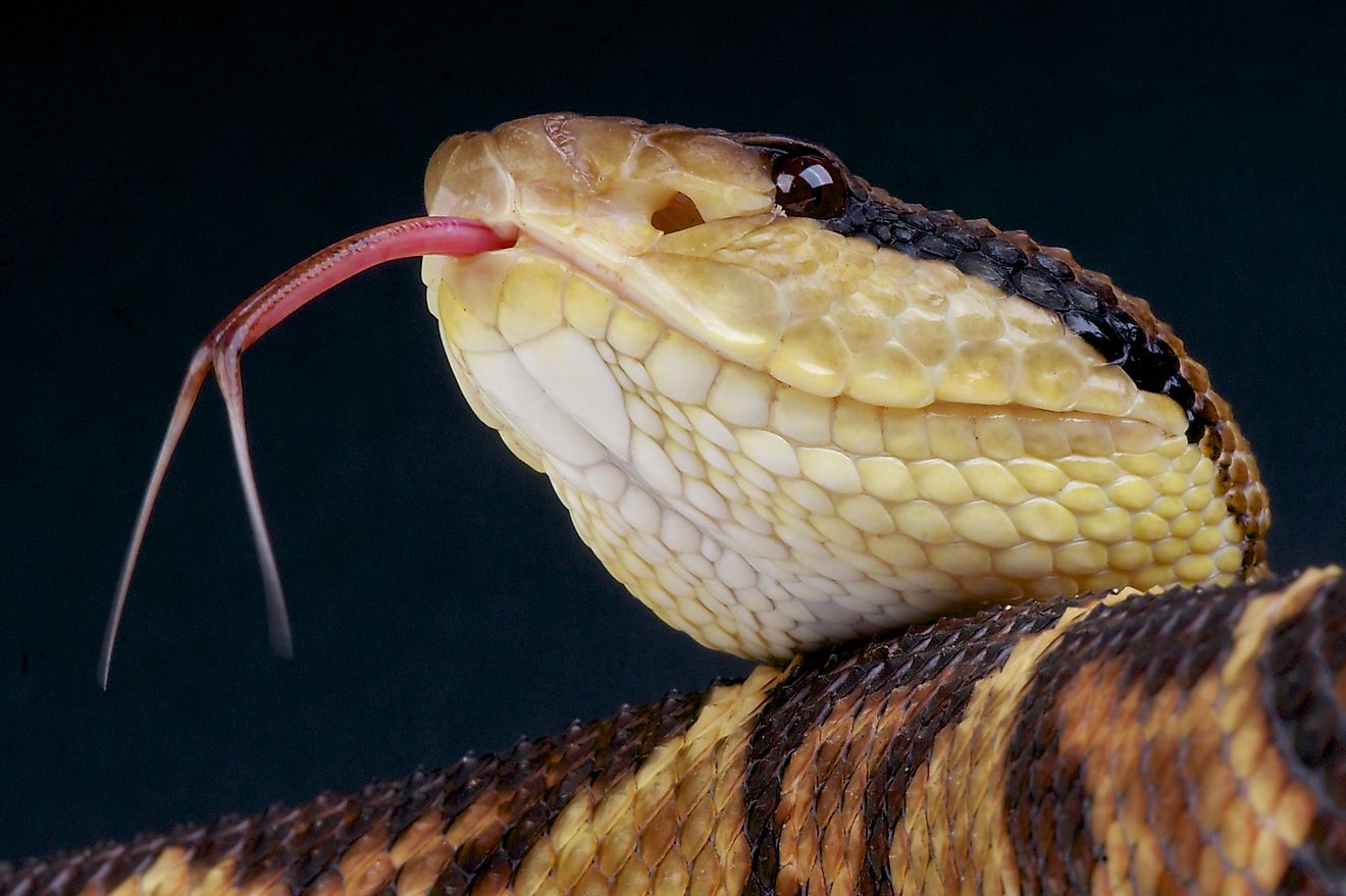 Bushmaster / Lachesis muta (Credit: reptiles4all via Shutterstock)