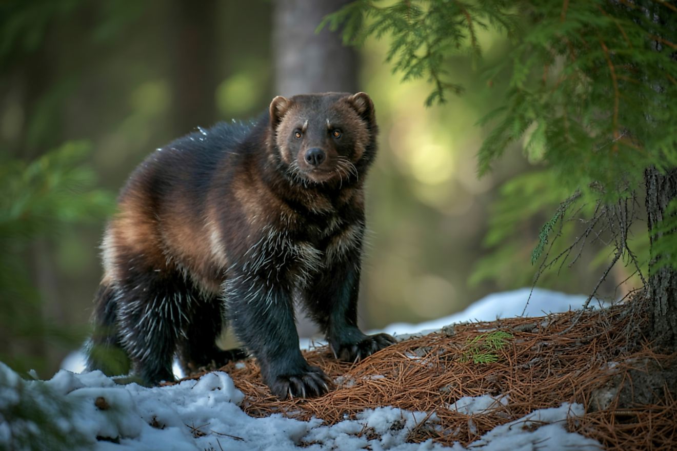 Wolverine in winter forest habitat