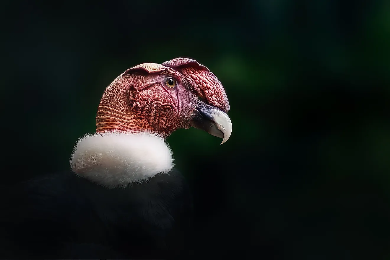 An Andean condor (Vultur gryphus)