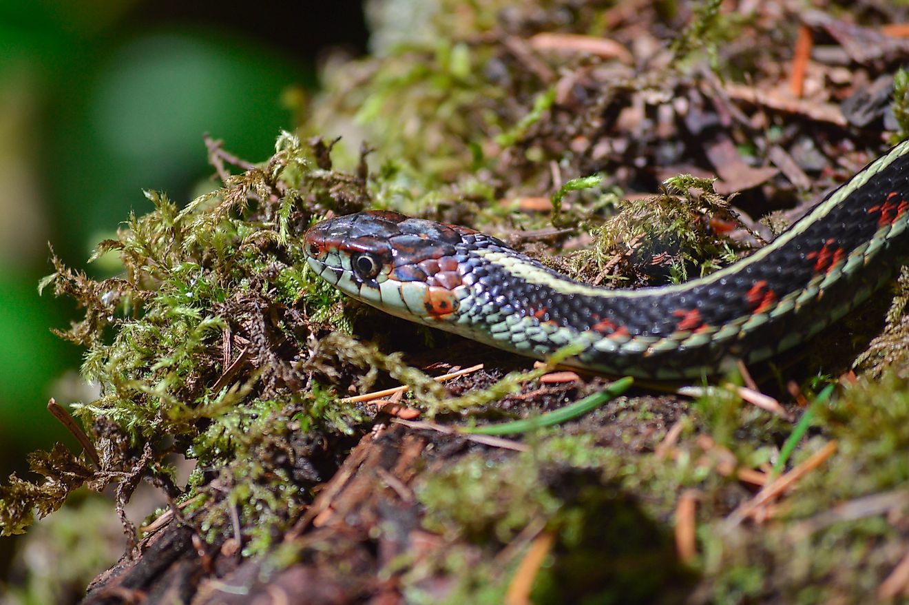 A pacific northwest garter snake on a bed of moss.