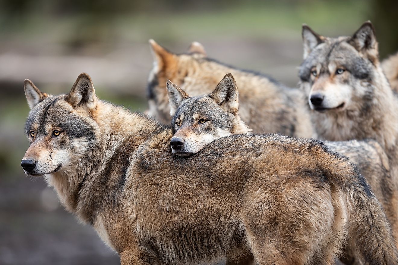 Pack of gray wolves in the forest. Image Credits: AB Photographie via Shutterstock