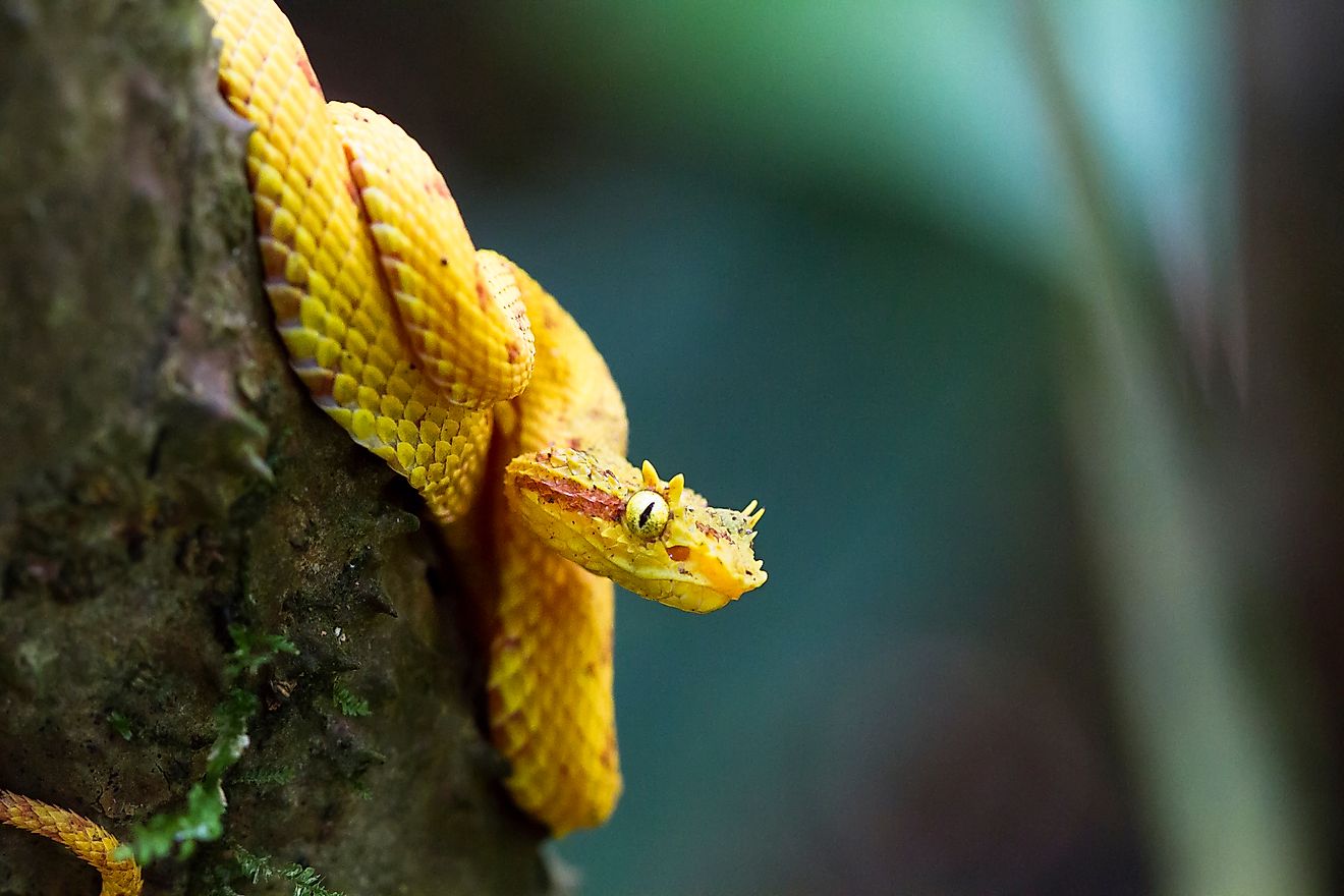 An eyelash viper (Bothriechis schlegelii)