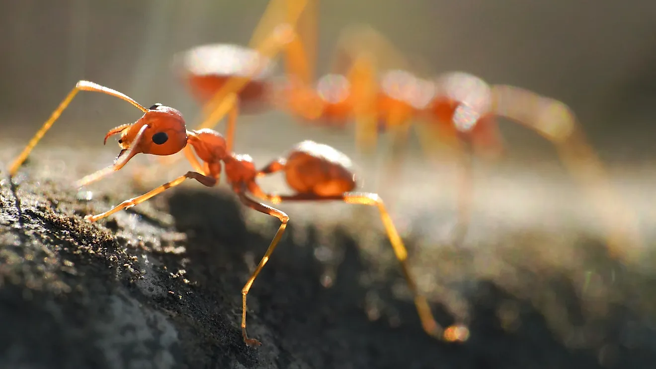 Red ants, often referred to as fire ants, are a group of several species known for their reddish appearance and painful stings.