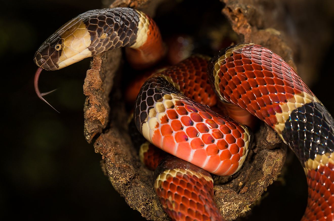 A Costa Rican coral snake (Credit: Luis César Tejo via Shutterstock)