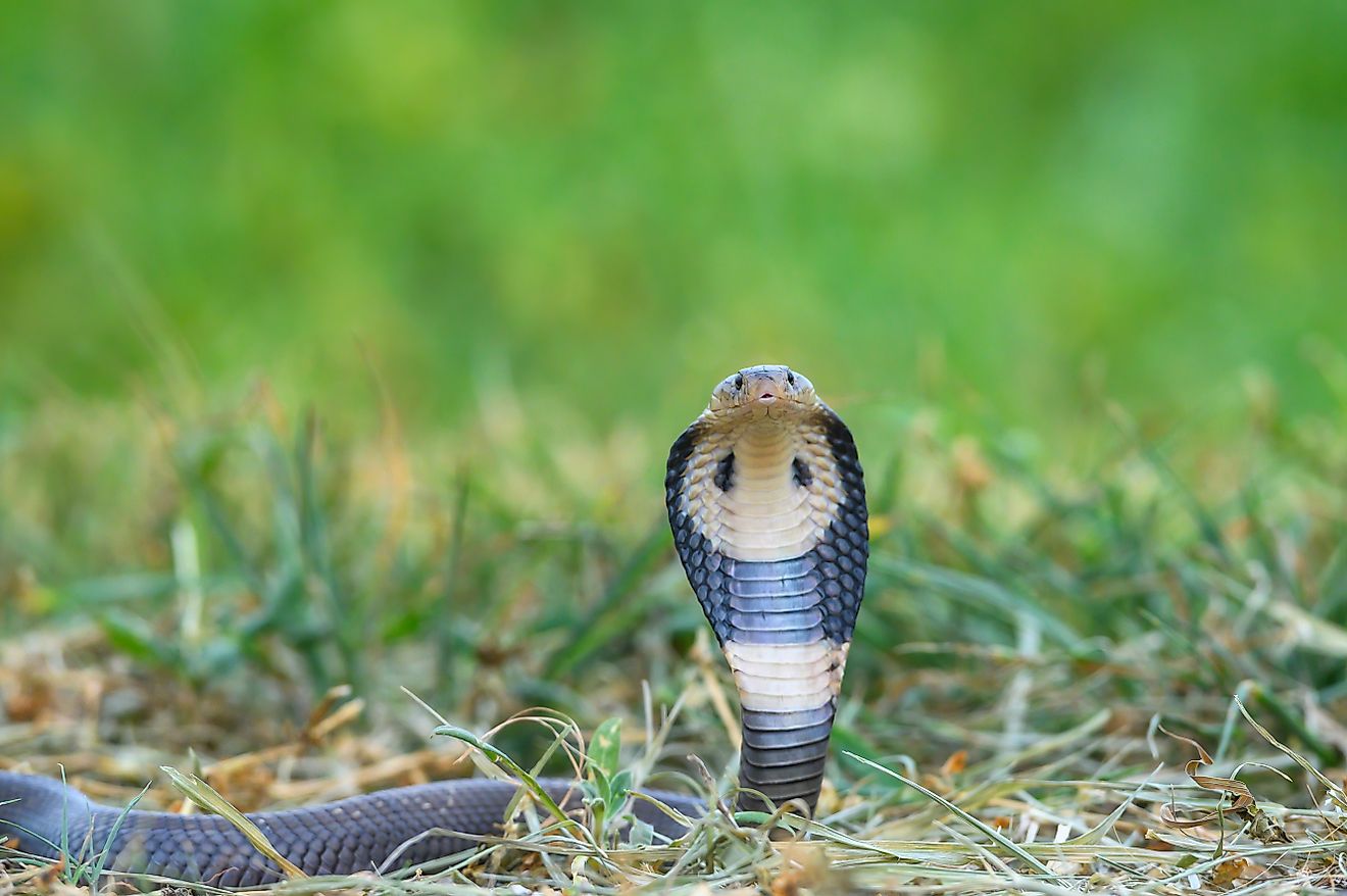 A monocled cobra (Naja kaouthia)