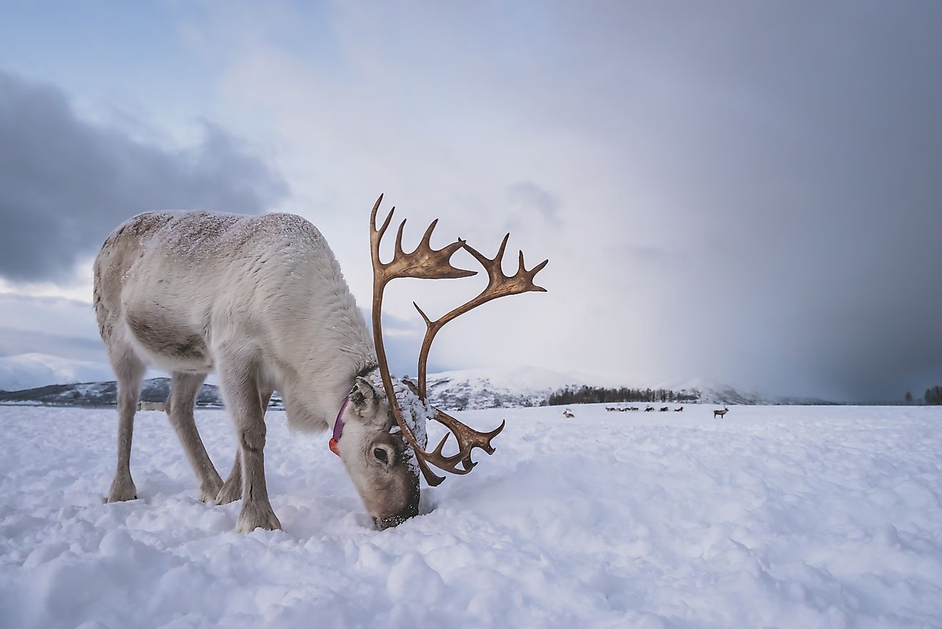 Caribou in snow