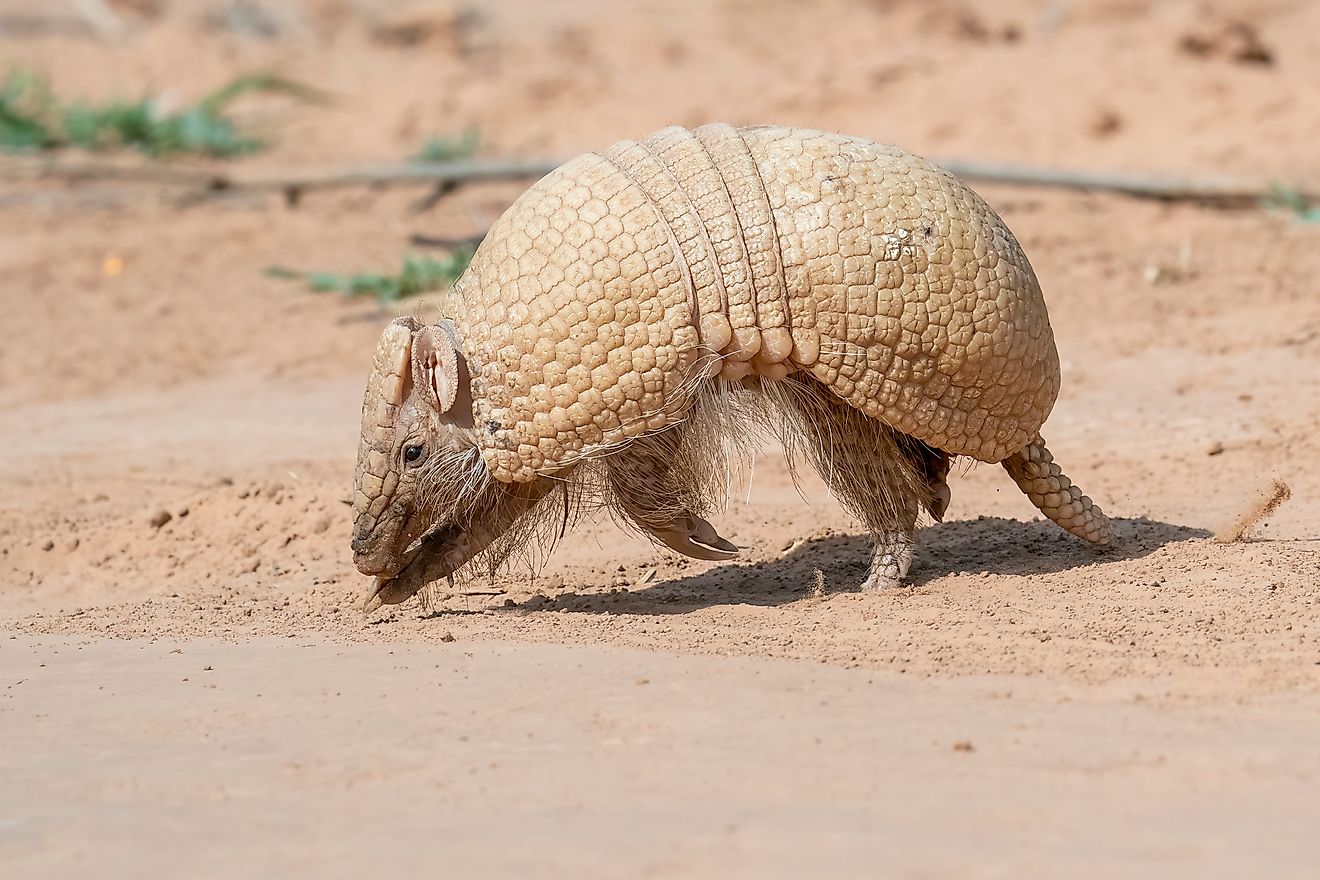 A Southern three-banded armadillo (Tolypeutes matacus)