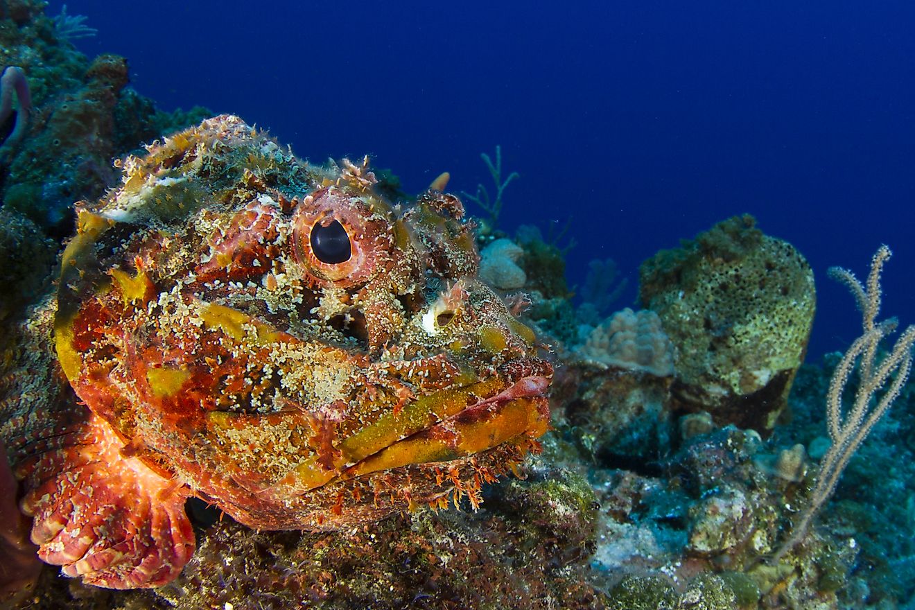 Stonefish on the reef (Credit: Andy Deitsch via Shutterstock) 