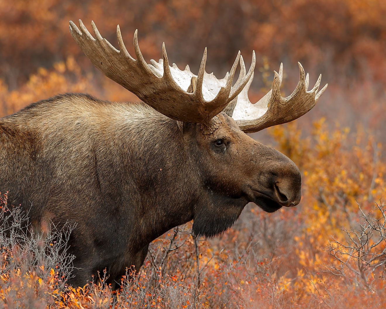 A majestic bull moose in the wild.