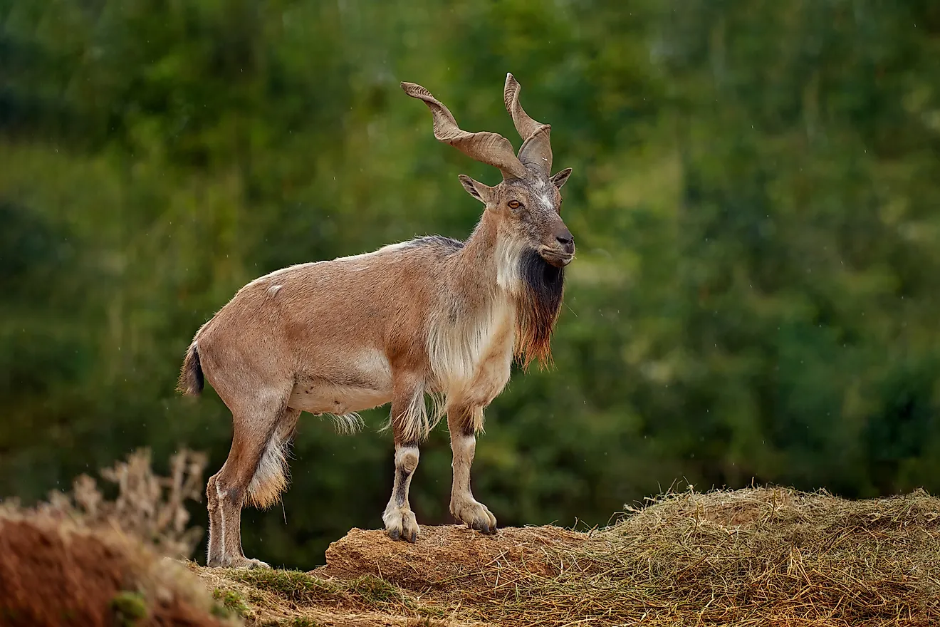 A markhor (Capra falconeri)