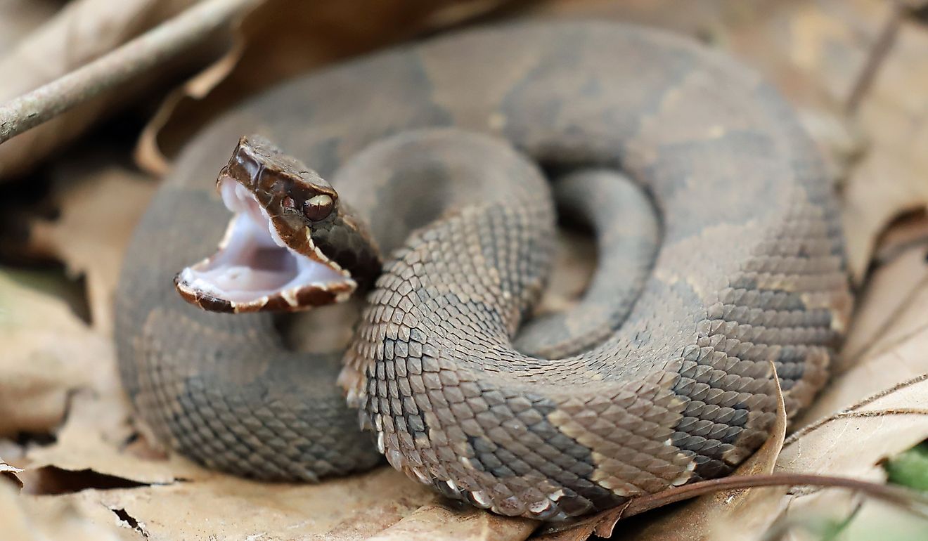 A coiled up Cottonmouth snake showing its white mouth.