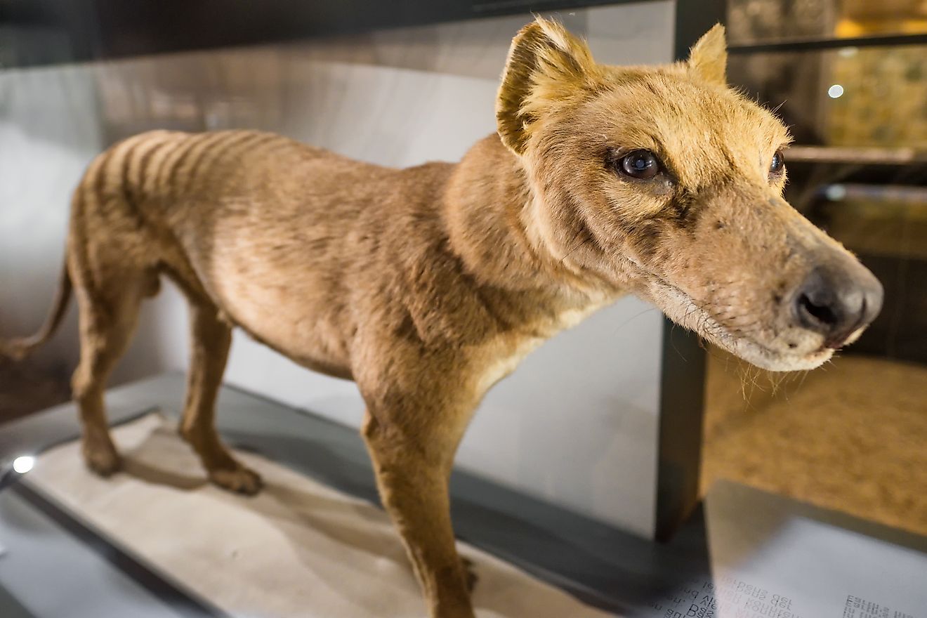 A stuffed Tasmanian tiger at the Humboldt Museum fur Naturkunde, in Berlin, Germany. Editorial Credit: Mazur Travel, Shutterstock.com