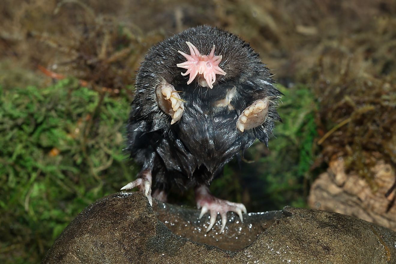 A star-nosed mole looking at the camera.