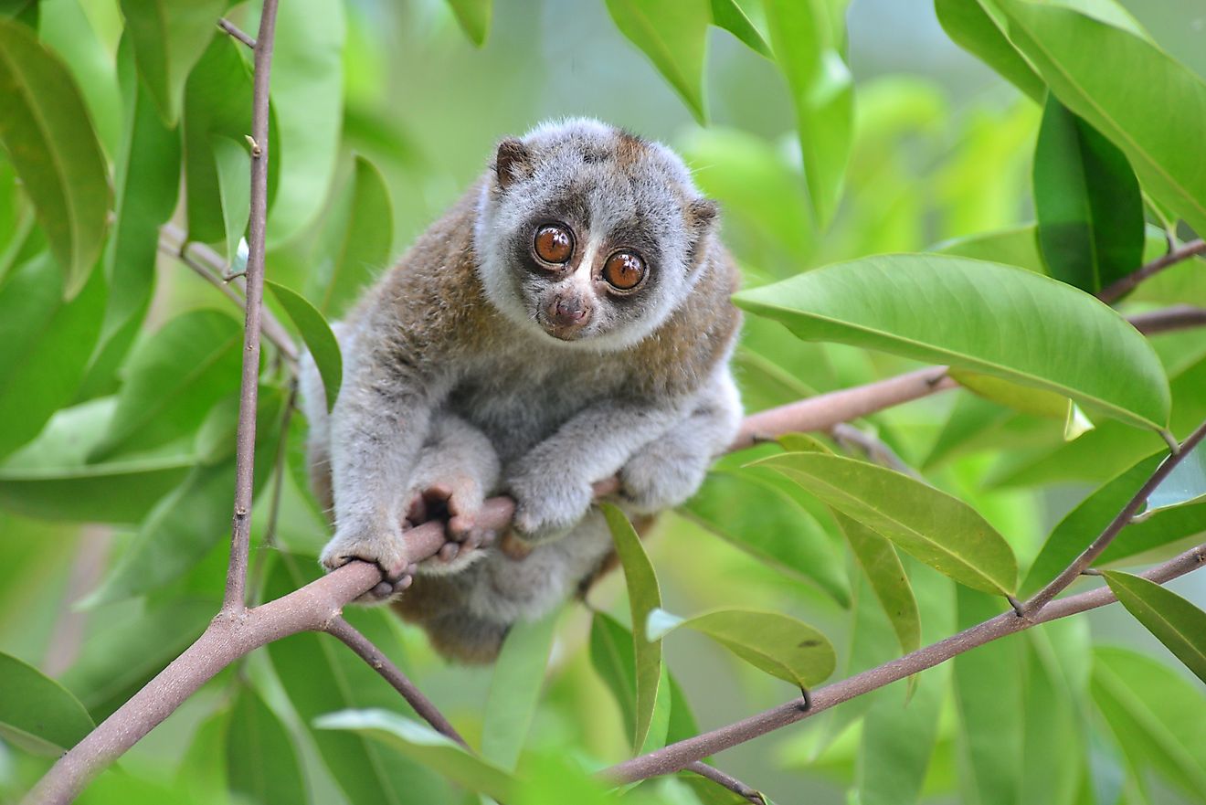 A Bengal slow loris on a tree branch.