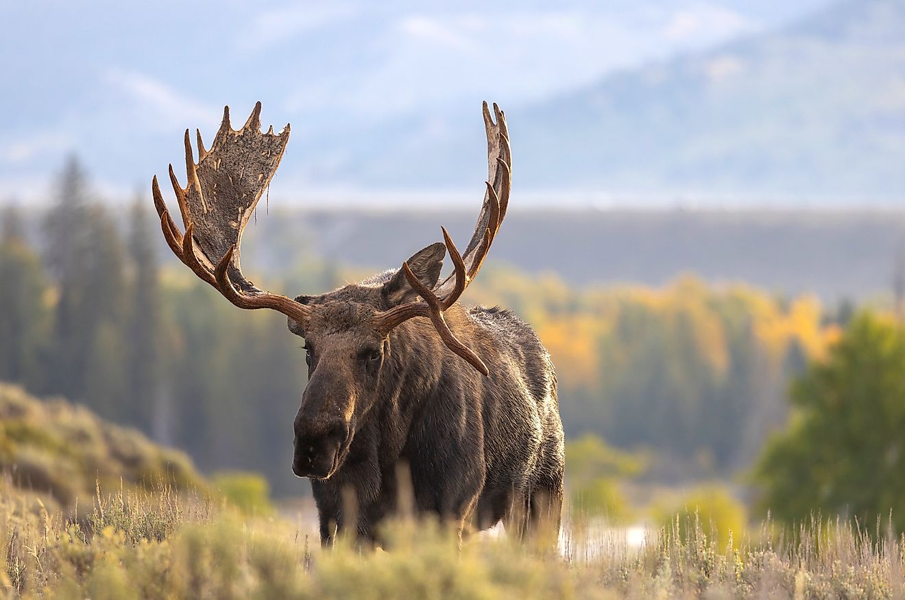 Bull moose in the Grand Teton National Park, Wyoming.