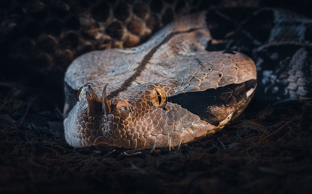 Portrait of a Gaboon viper (Credit: James Arup via Shutterstock)