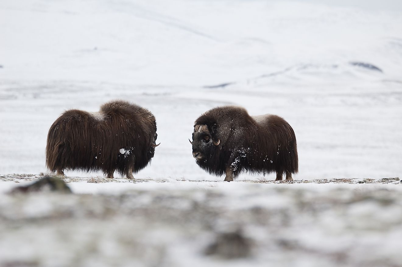Musk-ox pair in winter in Norge, Dovrefjell Nation Park. Via Shutterstock / Zoltan Katona.