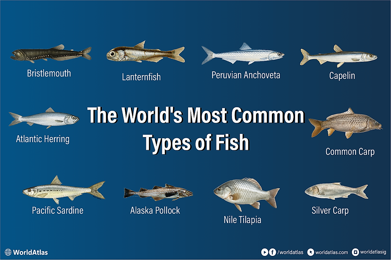 infographic showing the world's 10 most common fish