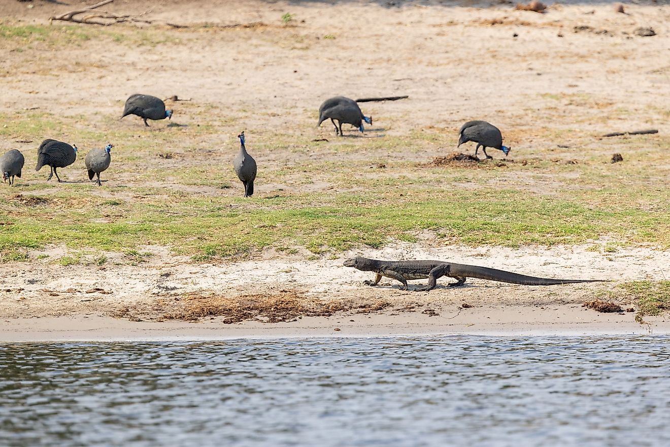 A large Nile monitor walking on a sandy river bank while Helmeted guinea fowls are eating in the background in Chobe National Park, Botswana