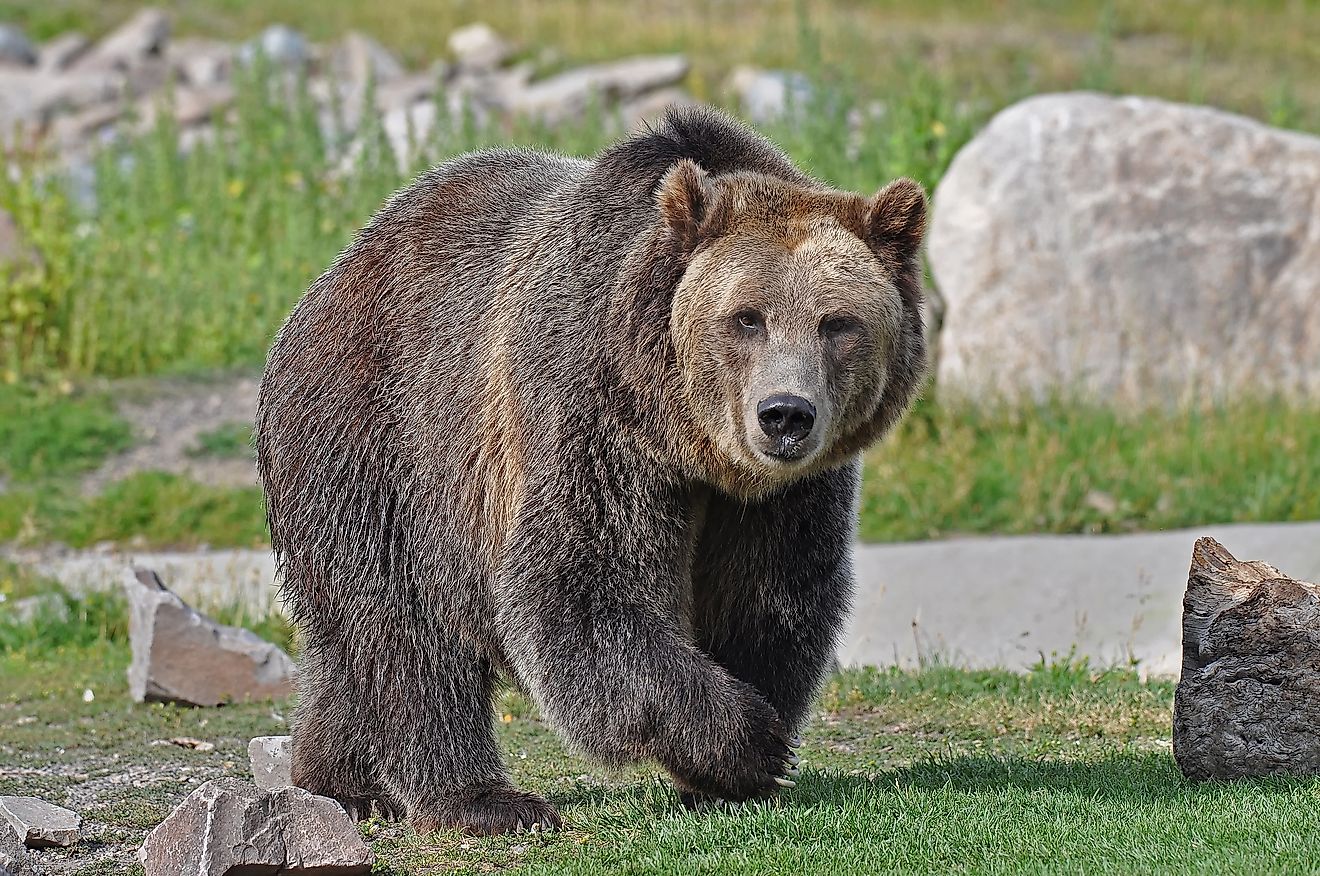 Grizzly Bear Walking. 