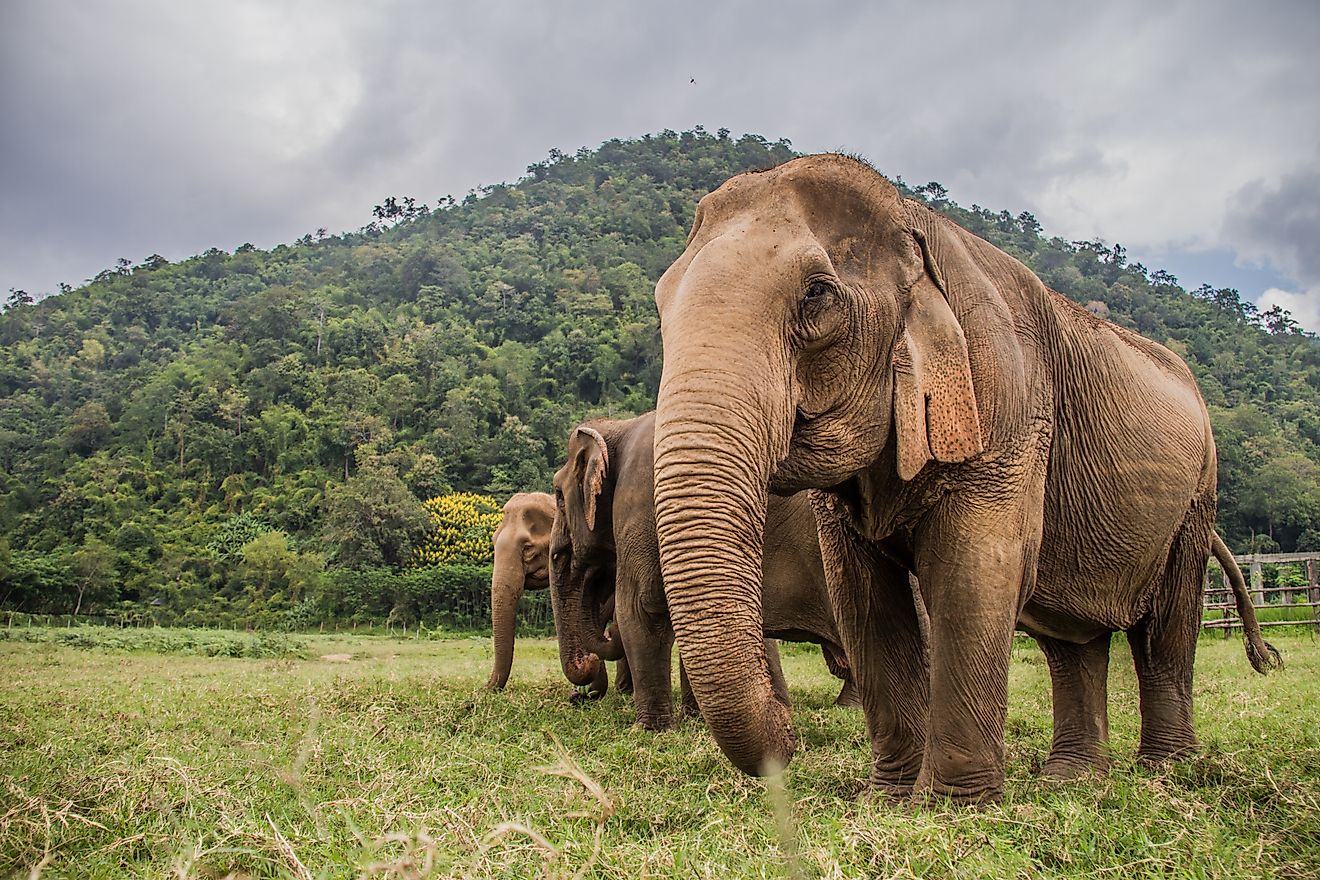 A group of Asian elephants in Thailand