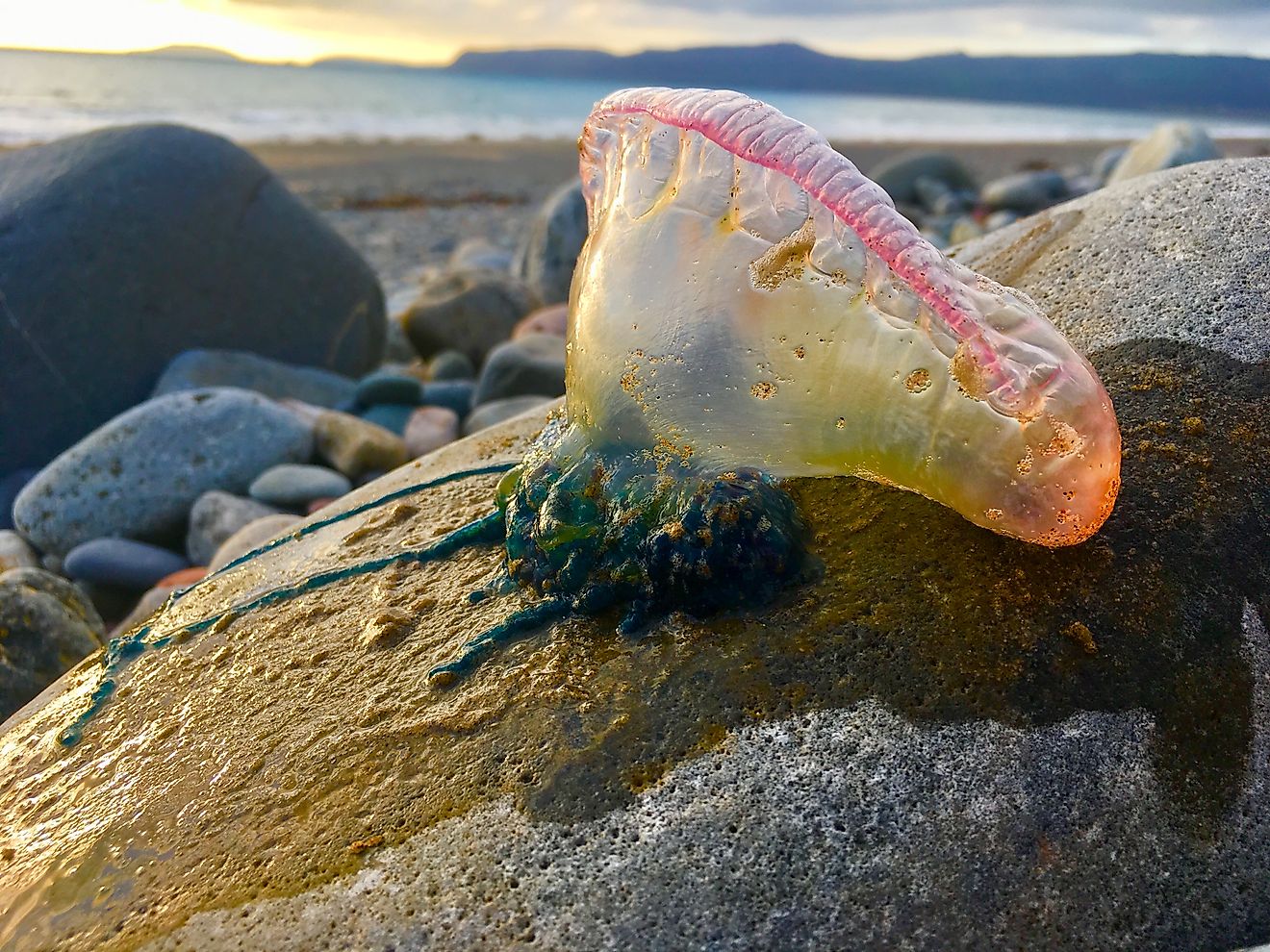 A Portugues man o' war on the beach in Florida.