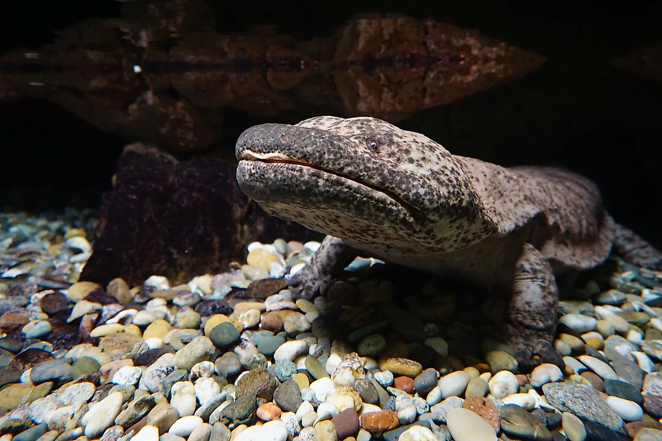 A Japanese giant salamander (Andrias japonicus)