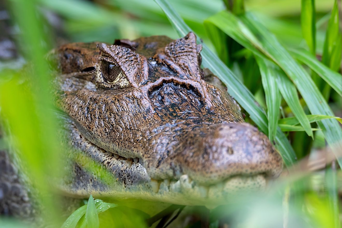 Spectacled caiman (Caiman crocodilus). 