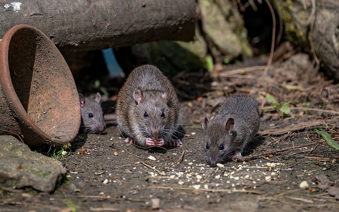 Close-up of rat family by a tree trunk