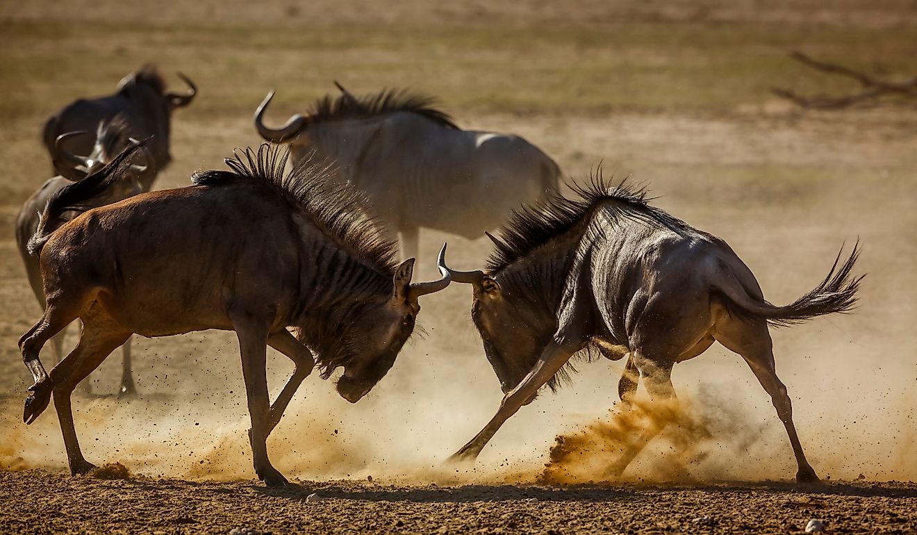 Two Blue wildebeest dueling in sand dry land in Kgalagadi transfrontier park.
