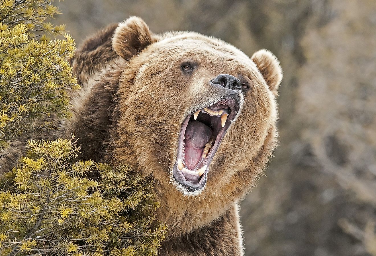 Roaring Grizzly Bear behind bush.