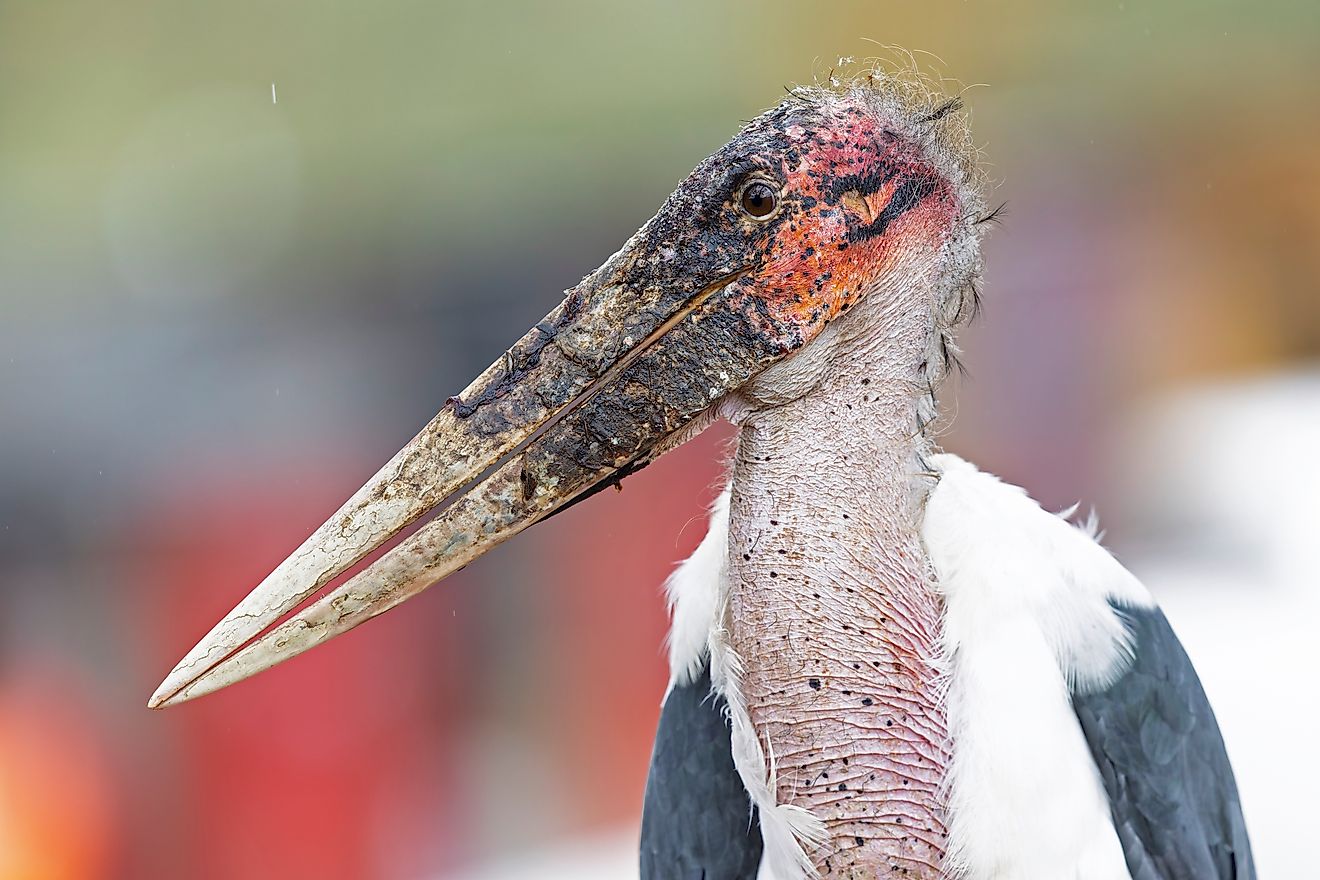 A marabou stork (Leptoptilos crumenifer)
