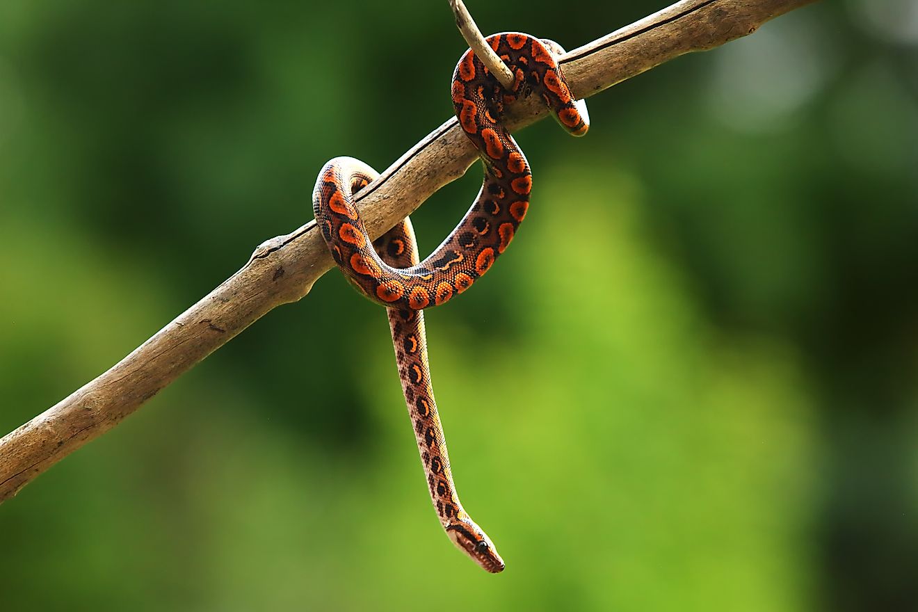 A rainbow boa on a branch.