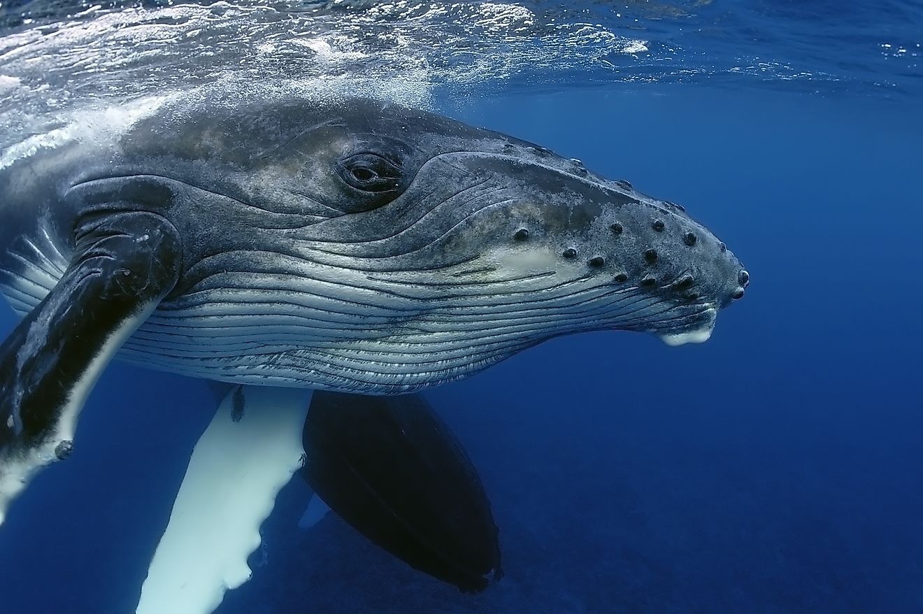 Close-up of a humpback whale (Credit: Yann Hubert via Shutterstock)