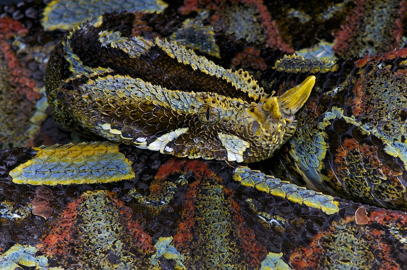 A rhinoceros viper (Bitis nasicornis)