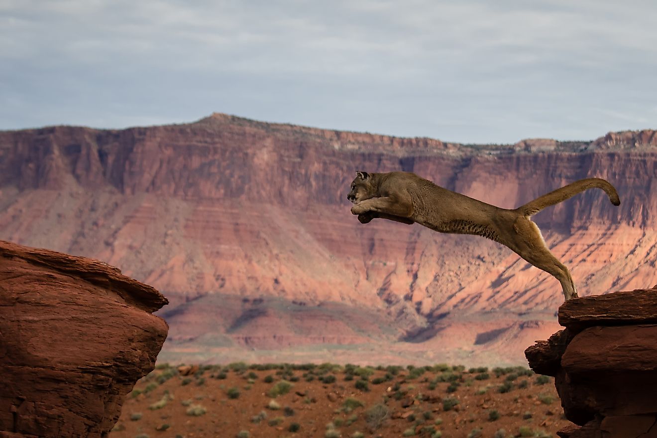 Cougar Jumping Red Rock - Christina Moraes