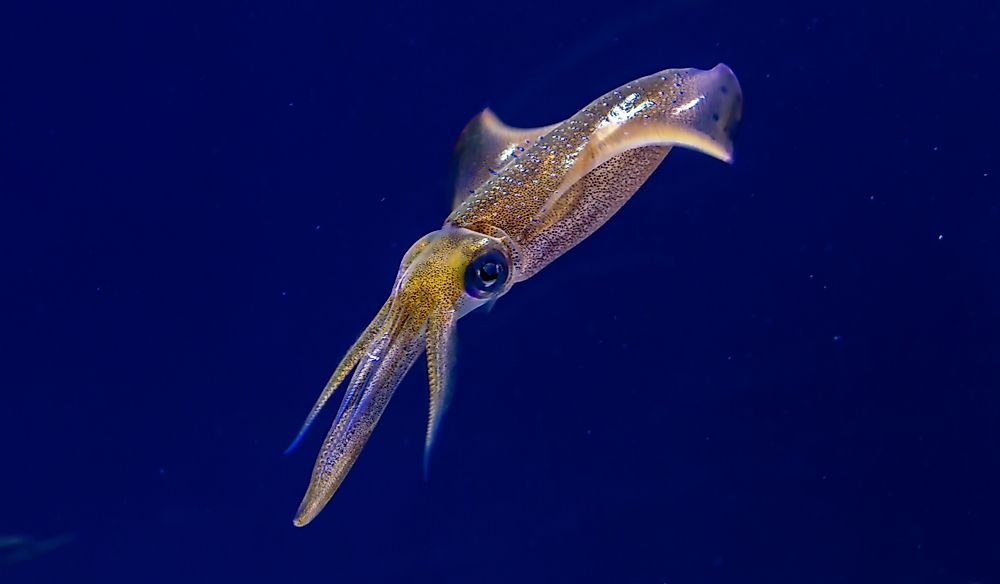 Squids have three hearts; one main heart and two b...